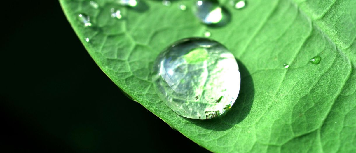 the-world-s-universal-solvent-how-strong-water-really-is-leaf-home